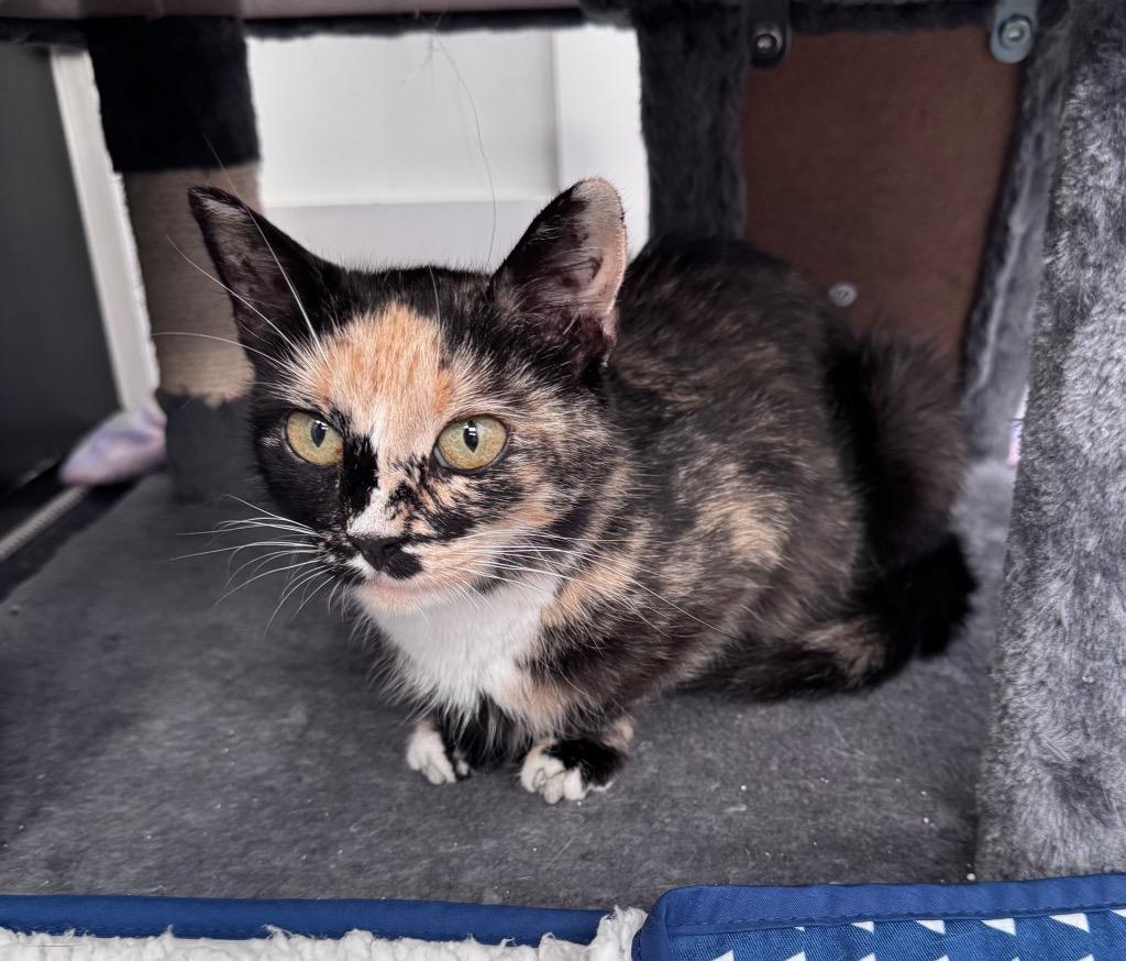 Kylie, Adoptable, Young Female Domestic Medium Hair.