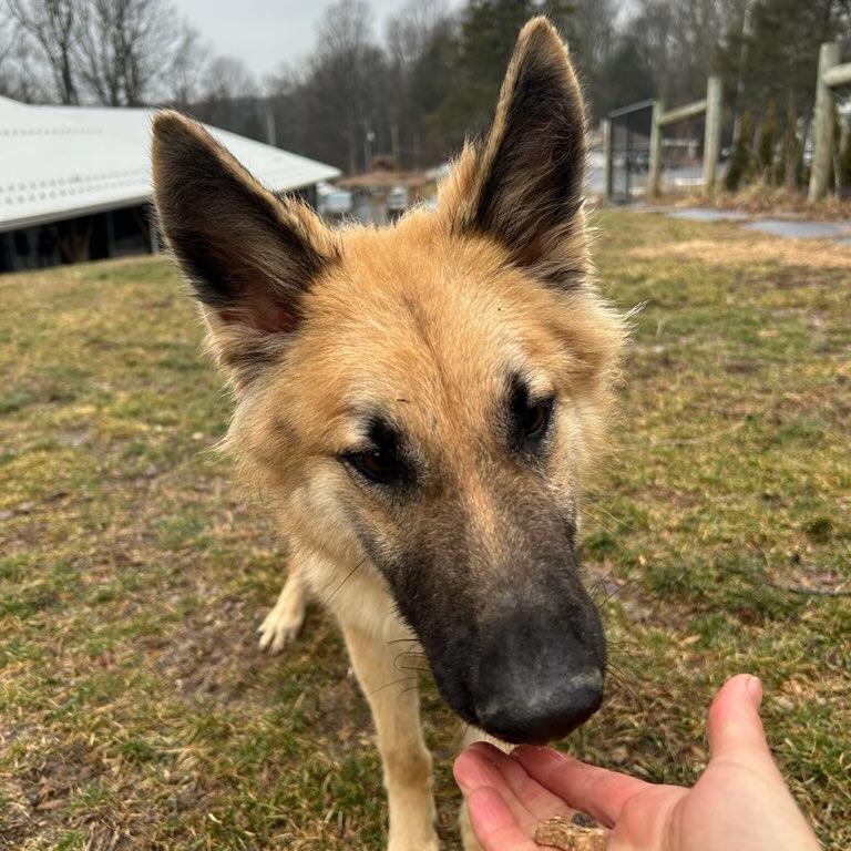 Enlarge Maddy (26-020), a Adoptable German Shepherd Dog in New Ringgold, PA image 1/5