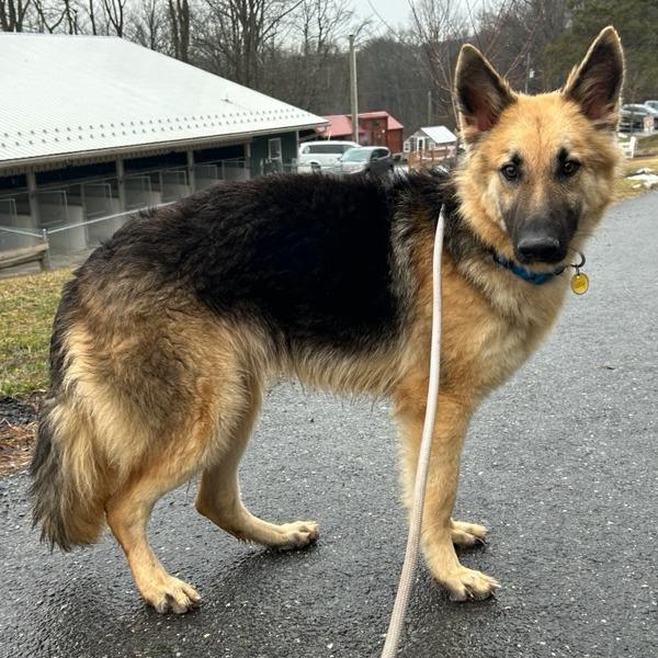 Enlarge Maddy (26-020), a Adoptable German Shepherd Dog in New Ringgold, PA image 2/5