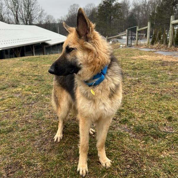 Enlarge Maddy (26-020), a Adoptable German Shepherd Dog in New Ringgold, PA image 3/5