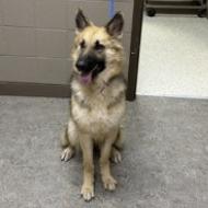 Enlarge Maddy (26-020), a Adoptable German Shepherd Dog in New Ringgold, PA image 4/5