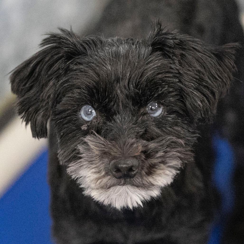 Enlarge Fame (JN25-482), a Adoptable Miniature Schnauzer in Peyton, CO image 1/6