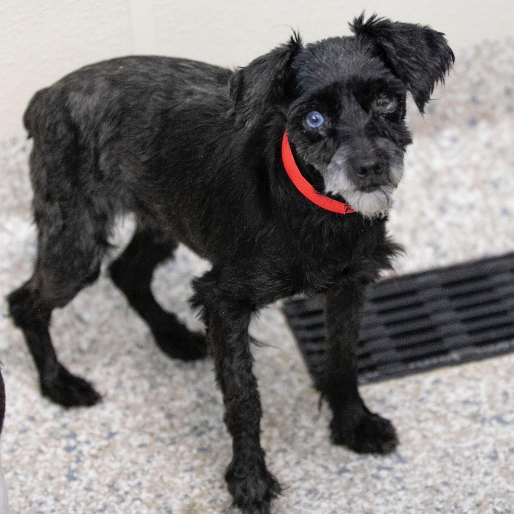 Enlarge Fame (JN25-482), a Adoptable Miniature Schnauzer in Peyton, CO image 2/6