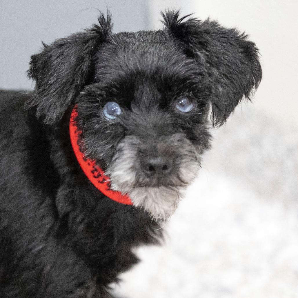 Enlarge Fame (JN25-482), a Adoptable Miniature Schnauzer in Peyton, CO image 3/6