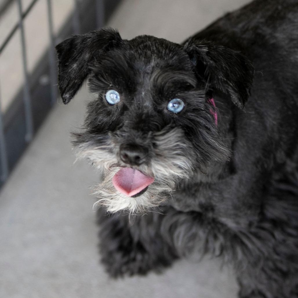 Enlarge Fame (JN25-482), a Adoptable Miniature Schnauzer in Peyton, CO image 5/6