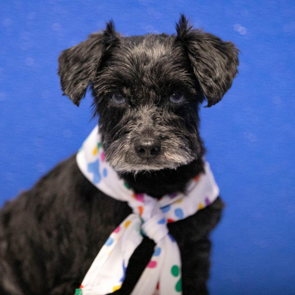 Fame (JN25-482), a Adoptable Miniature Schnauzer in Peyton, CO image 4/5