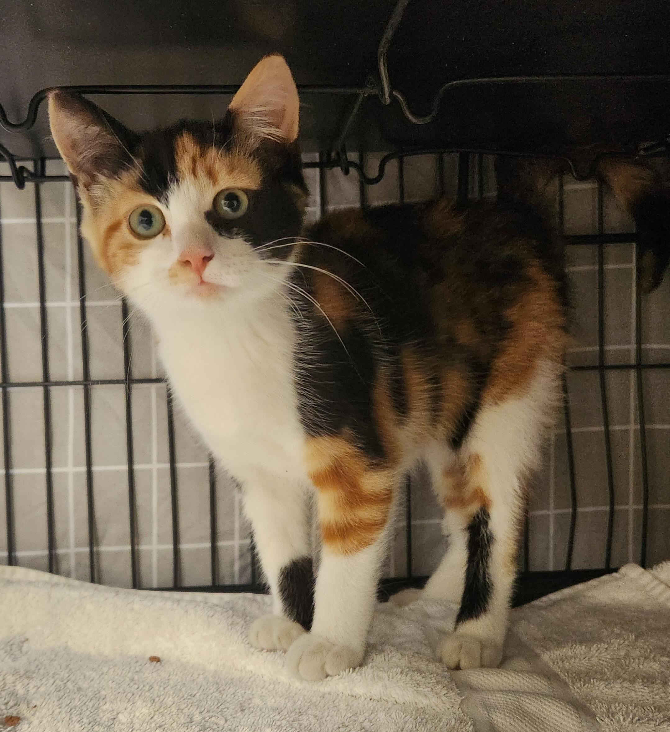 Pebbles, adopted, Kitten Female Domestic Short Hair.