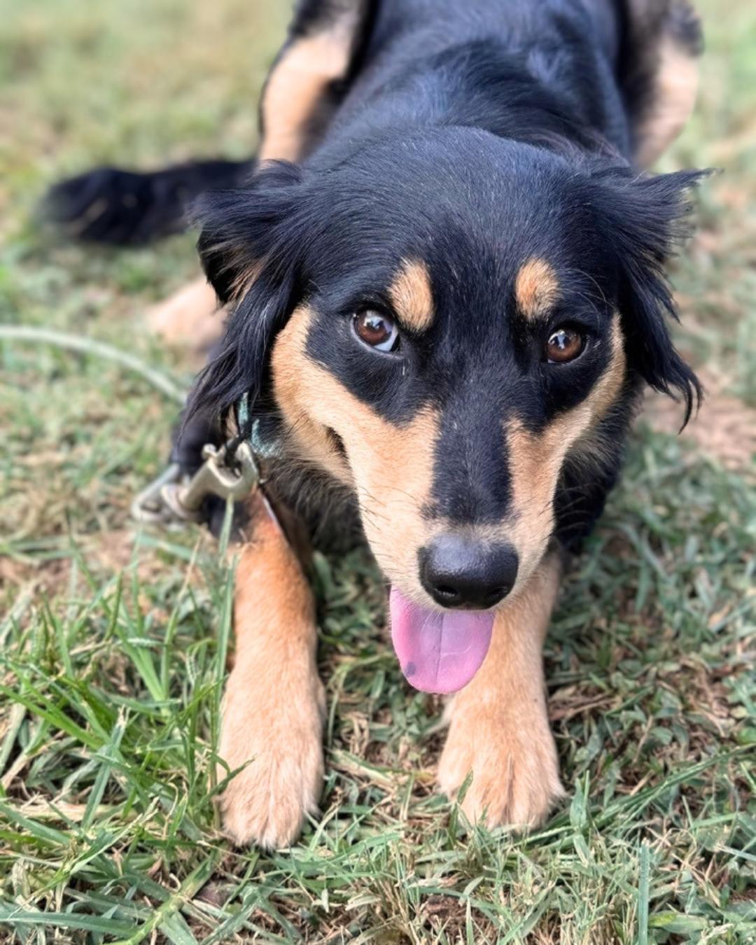 Teddi, Adopted, Young Female Australian Shepherd.