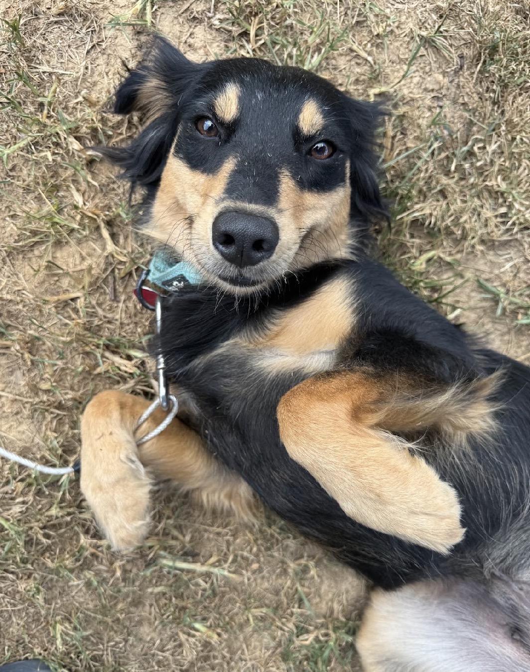 Enlarge Teddi, a Adopted mixed breed in Nashville, TN image 3/6