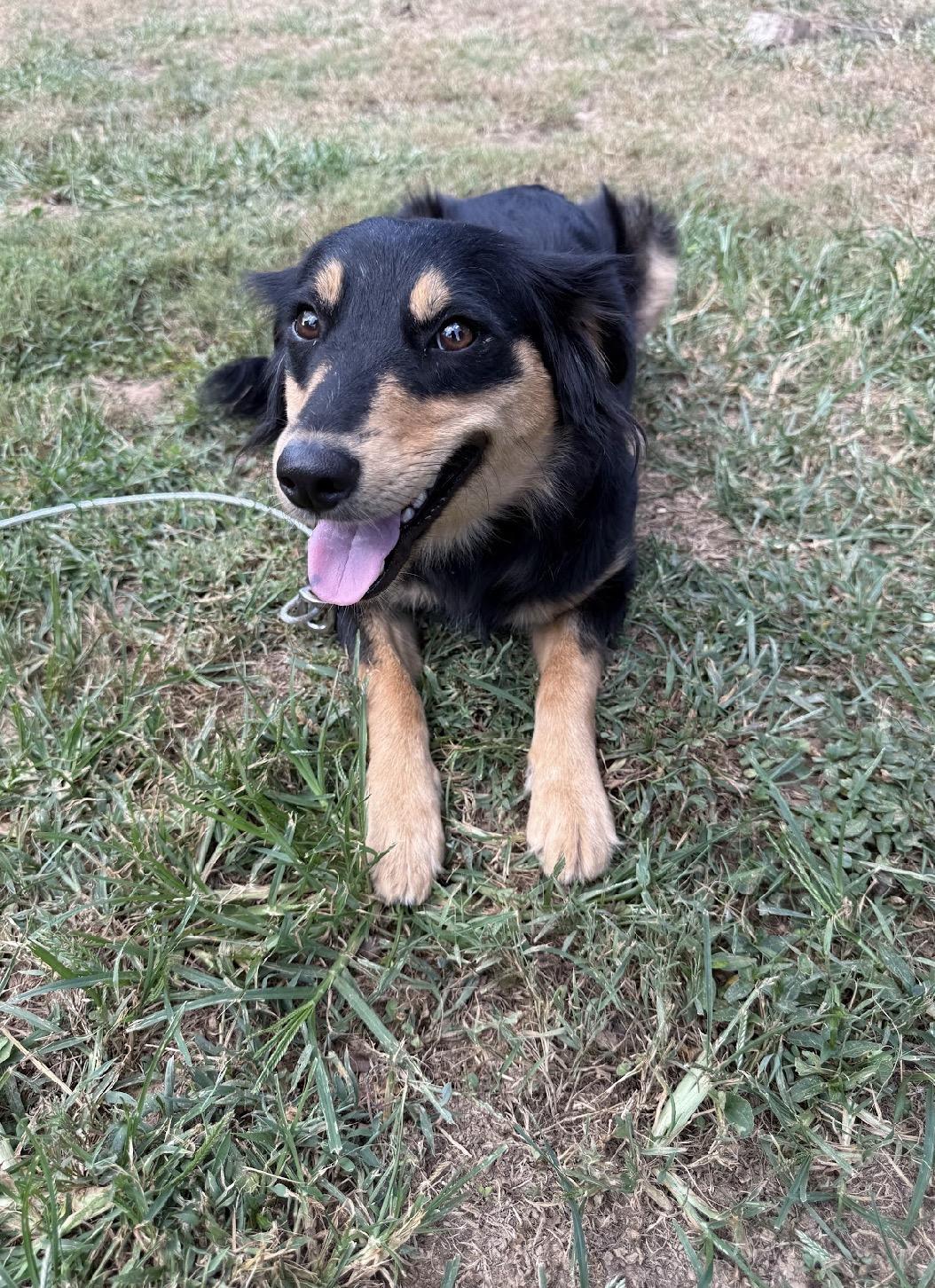 Enlarge Teddi, a Adopted mixed breed in Nashville, TN image 5/6