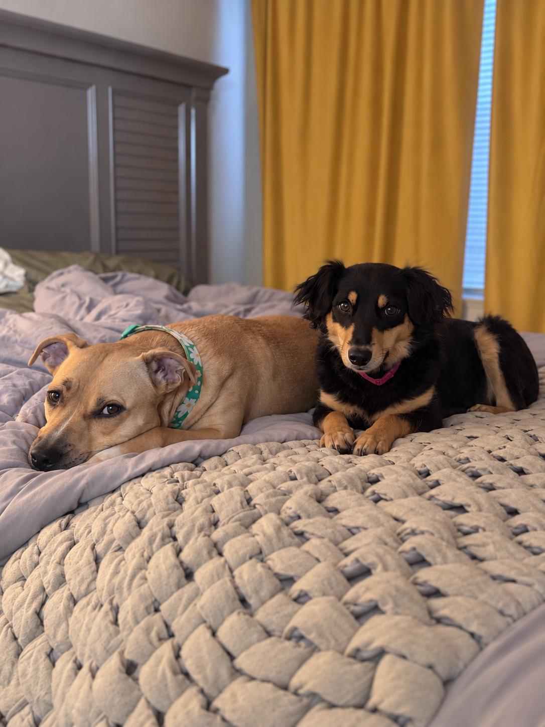 Enlarge Teddi, a Adopted mixed breed in Nashville, TN image 4/6