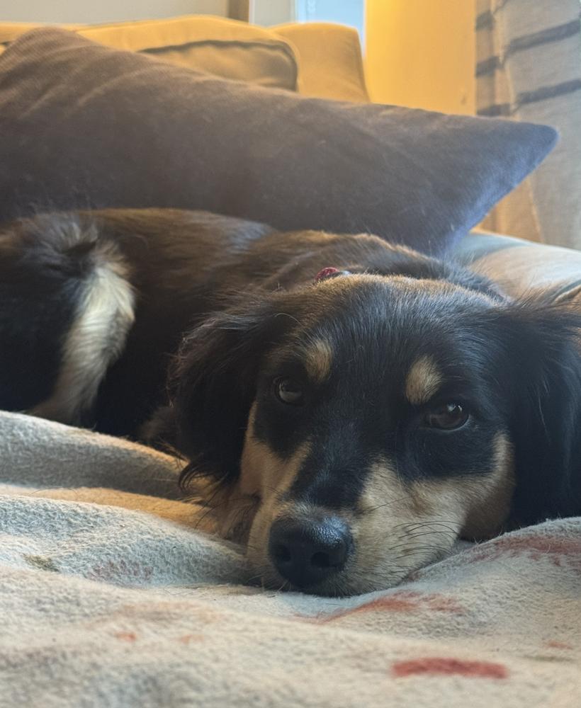 Enlarge Teddi, a Adopted mixed breed in Nashville, TN image 2/6