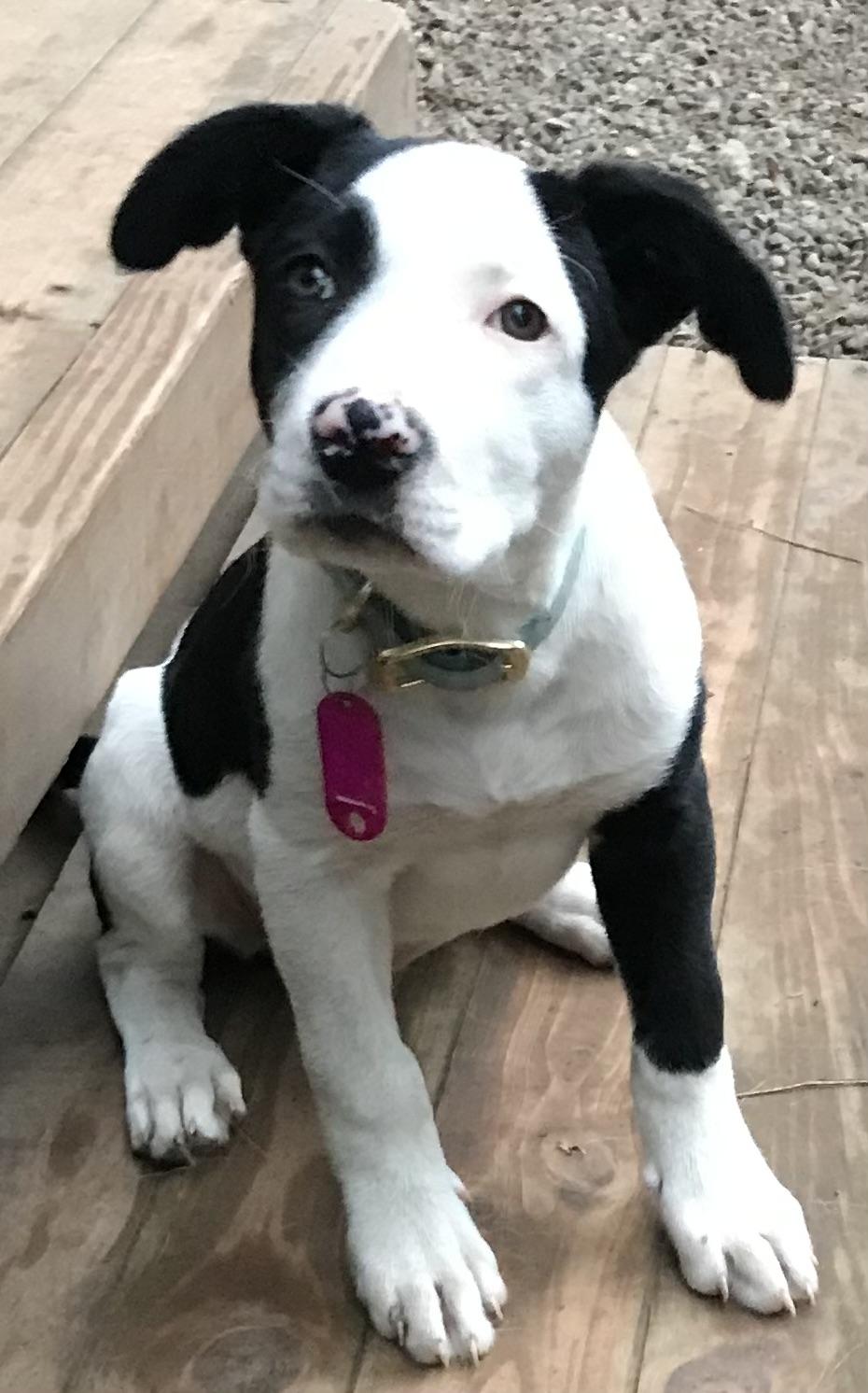 Enlarge Elsie, a Adopted mixed breed in Honeoye Falls, NY image 1/1