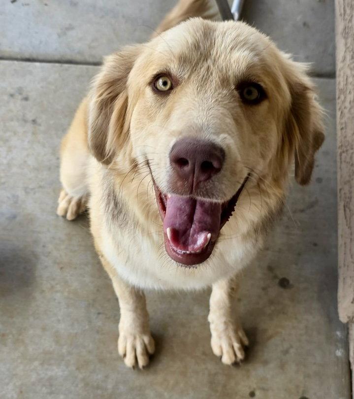 Athena, Adoptable, Adult Female Australian Shepherd & Labrador Retriever.