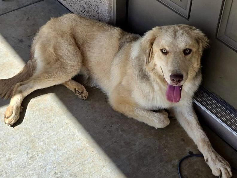 Enlarge Athena, a Adoptable mixed breed in Glendale, AZ image 2/3