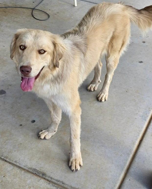 Enlarge Athena, a Adoptable mixed breed in Glendale, AZ image 3/3
