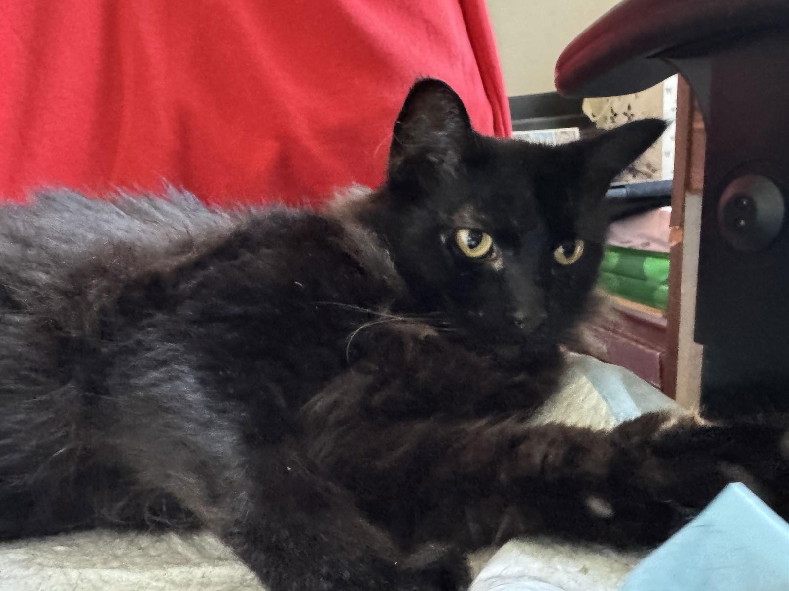 Alex (Courtesy Post), a Adoptable Domestic Short Hair in San Jose, CA image 1/3