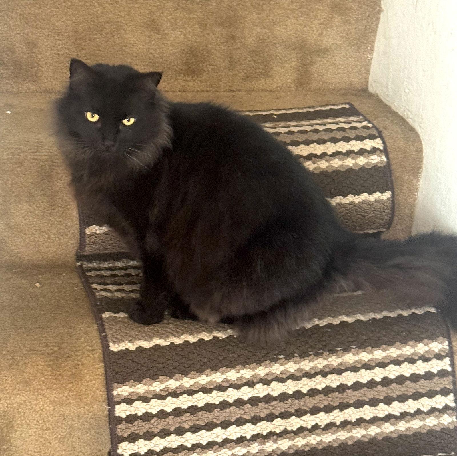 Alex (Courtesy Post), a Adoptable Domestic Short Hair in San Jose, CA image 2/3