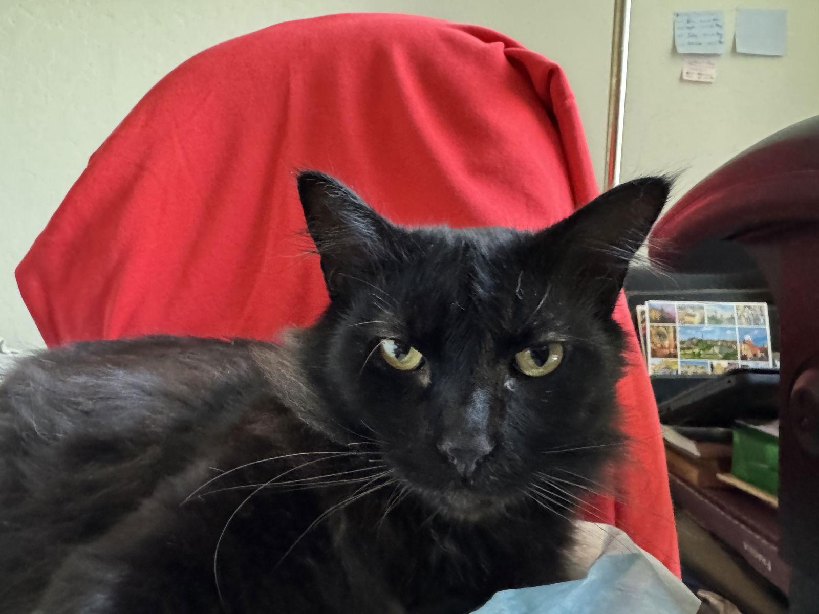 Alex (Courtesy Post), a Adoptable Domestic Short Hair in San Jose, CA image 3/3