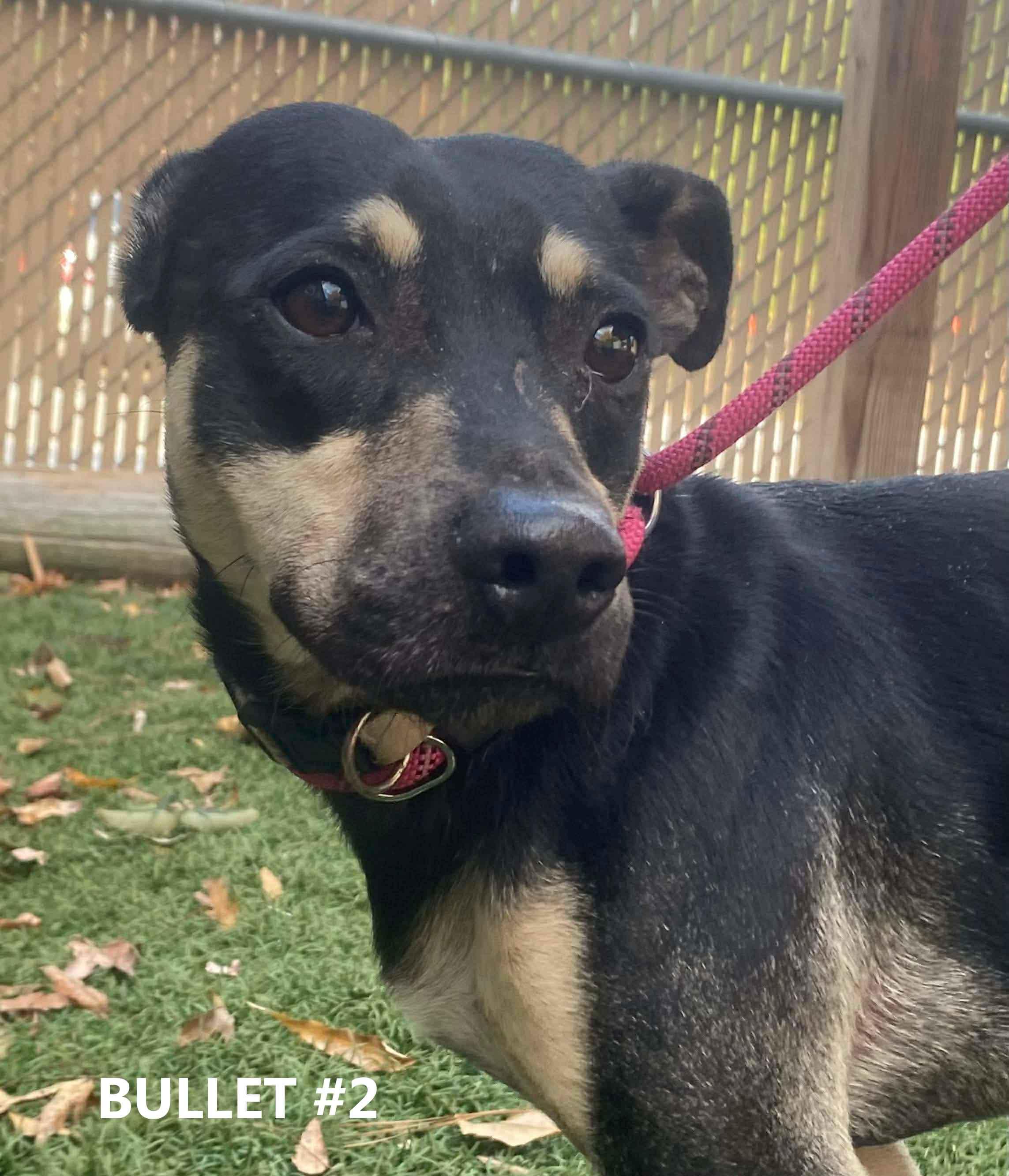 Bullet #2, ADOPTABLE, Young Male Terrier.