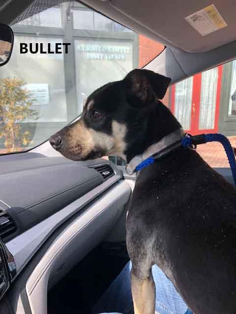 Enlarge Bullet #2, a ADOPTABLE Terrier in Washington, GA image 4/4