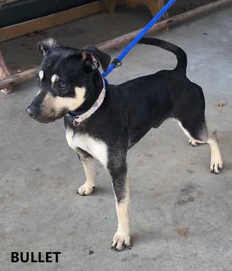 Bullet #2, ADOPTABLE, Young Male Terrier.
