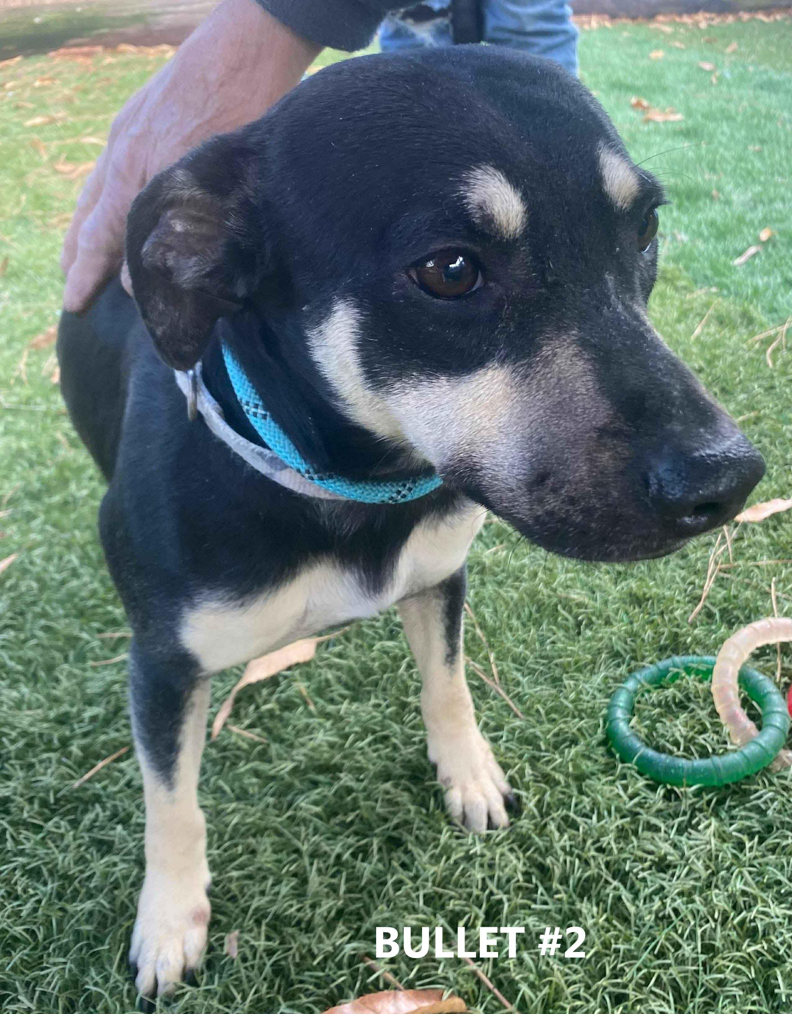 Enlarge Bullet #2, a ADOPTABLE Terrier in Washington, GA image 2/2