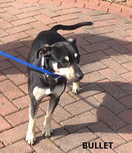 Enlarge Bullet #2, a ADOPTABLE Terrier in Washington, GA image 3/4
