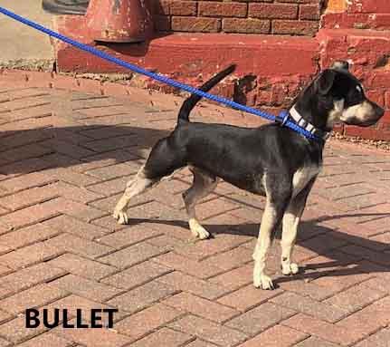 Enlarge Bullet #2, a ADOPTABLE Terrier in Washington, GA image 2/4