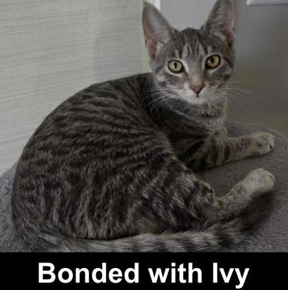 Enlarge Rocky, a Adoptable Domestic Short Hair in Elk Grove Village, IL image 1/5