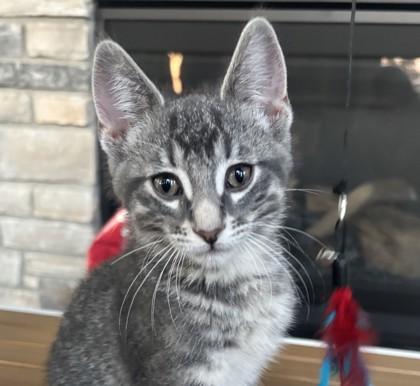 Rocky, a Adoptable Domestic Short Hair in Elk Grove Village, IL image 2/2