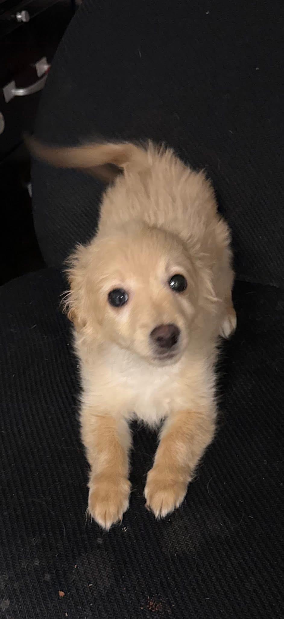 Frankie, an adopted mixed breed in Fresno, CA image 2/2