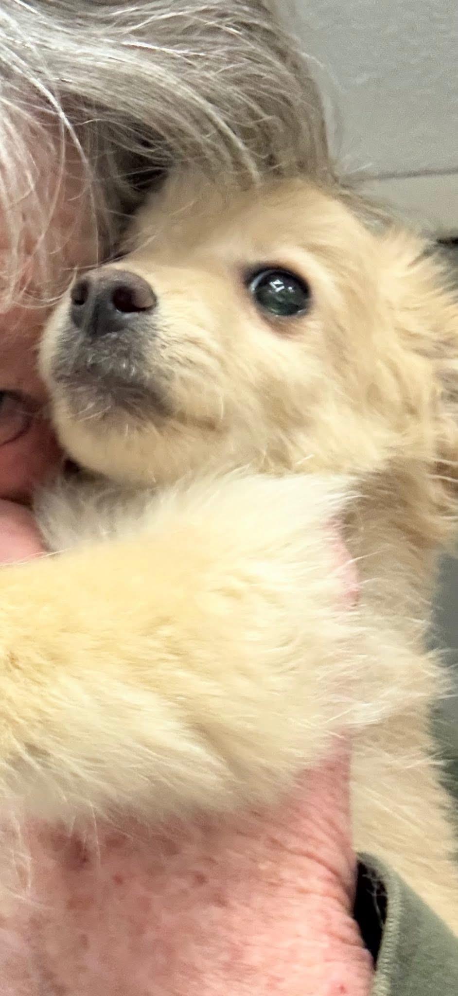 Frankie, an adopted mixed breed in Fresno, CA image 1/2