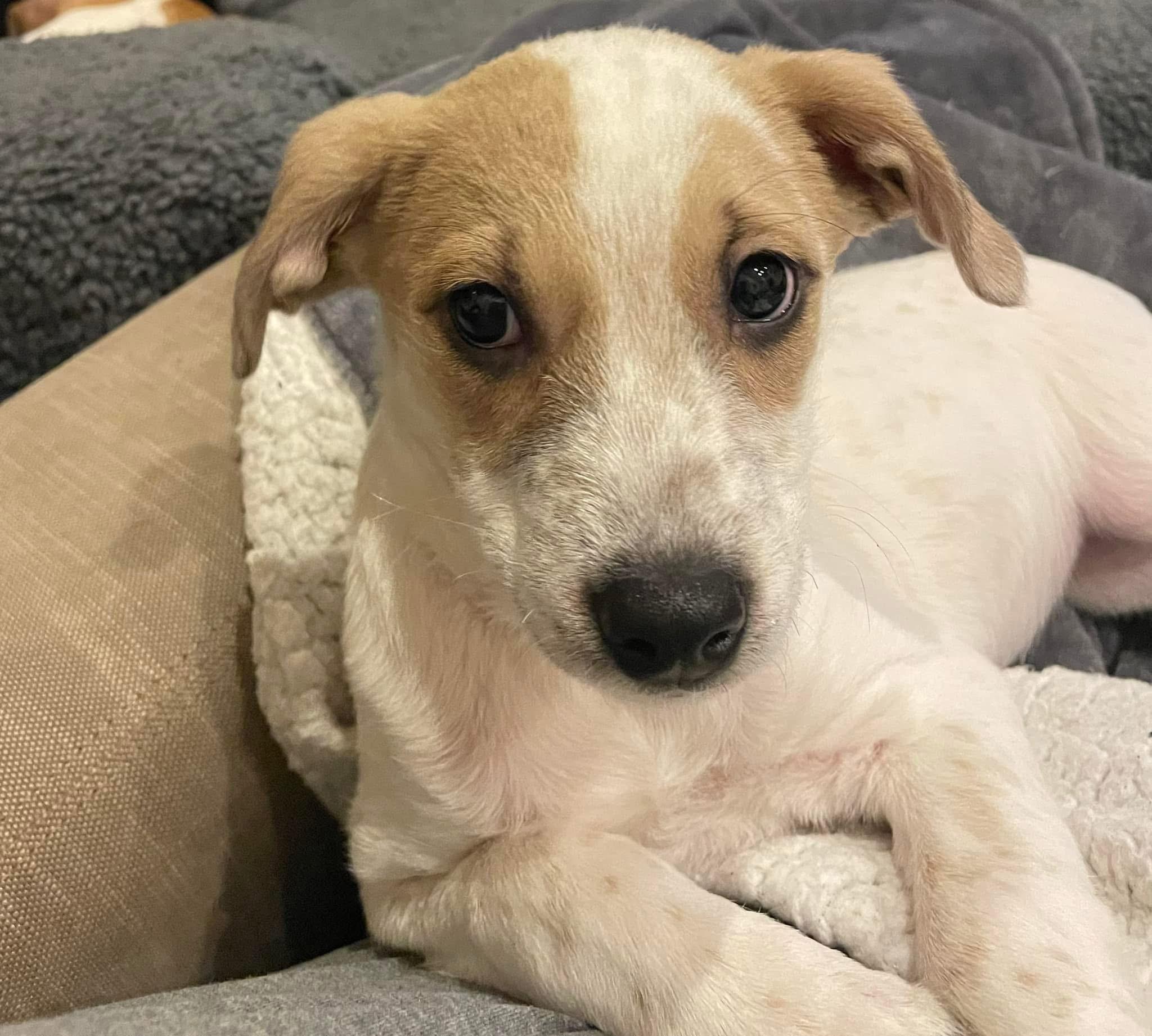 Mashed Potato, Baby Male Beagle