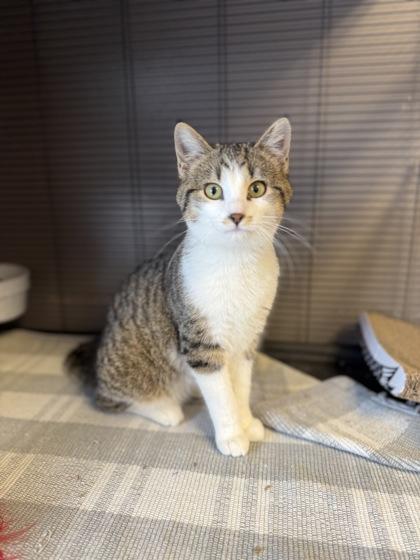 Mahogany, Adoptable, Kitten Male Domestic Short Hair & Domestic Short Hair.