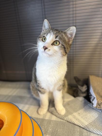 Mahogany, Adoptable, Kitten Male Domestic Short Hair & Domestic Short Hair.