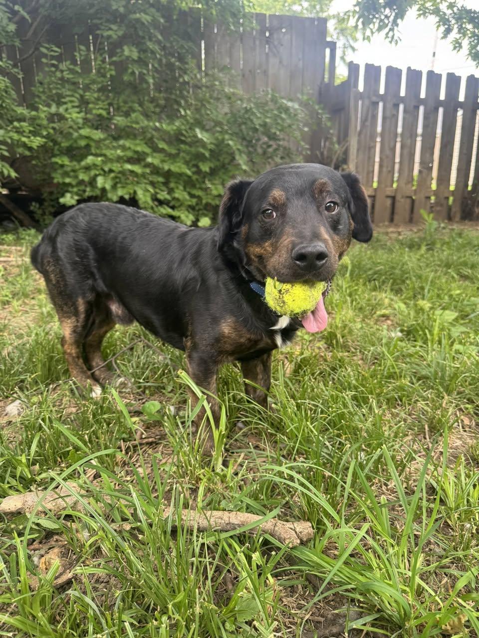 Enlarge Pancake, a ADOPTABLE mixed breed in Speedway, IN image 2/5