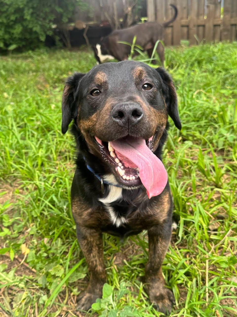 Enlarge Pancake, a ADOPTABLE mixed breed in Speedway, IN image 3/5