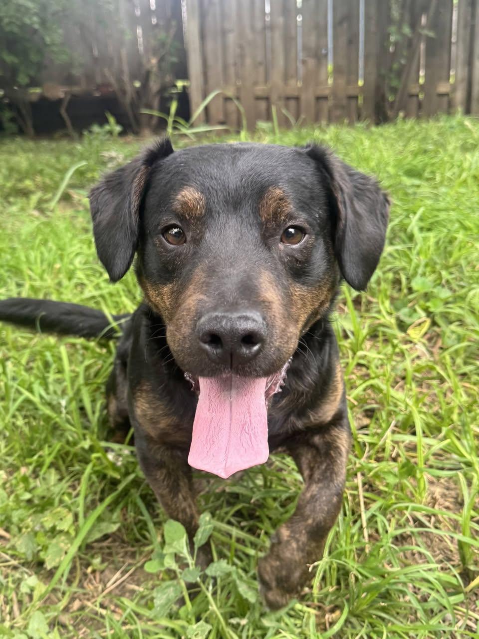 Enlarge Pancake, a ADOPTABLE mixed breed in Speedway, IN image 1/5
