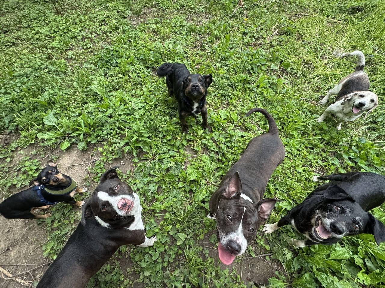 Enlarge Pancake, a ADOPTABLE mixed breed in Speedway, IN image 4/5