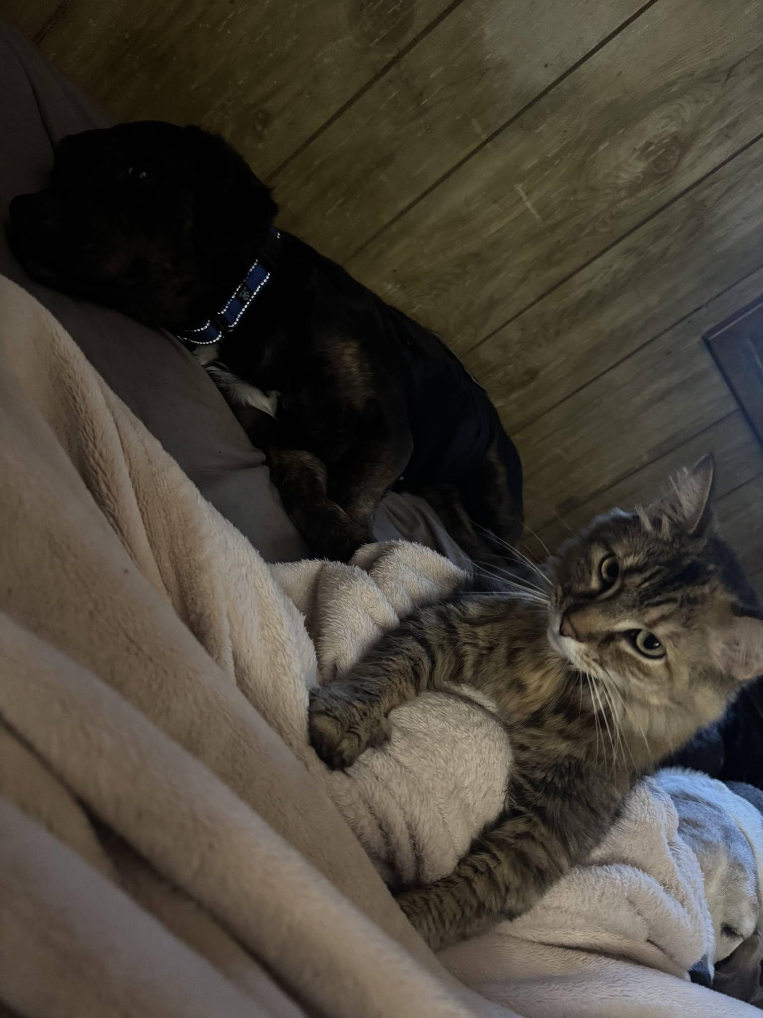 Enlarge Pancake, a ADOPTABLE mixed breed in Speedway, IN image 5/5