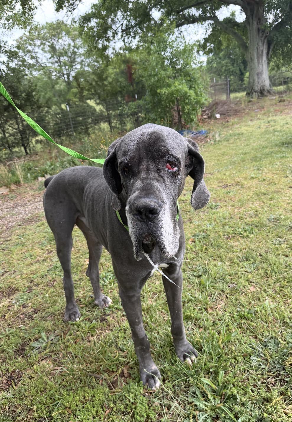 Enlarge Odin, an adopted Great Dane in Williamston, SC image 2/4