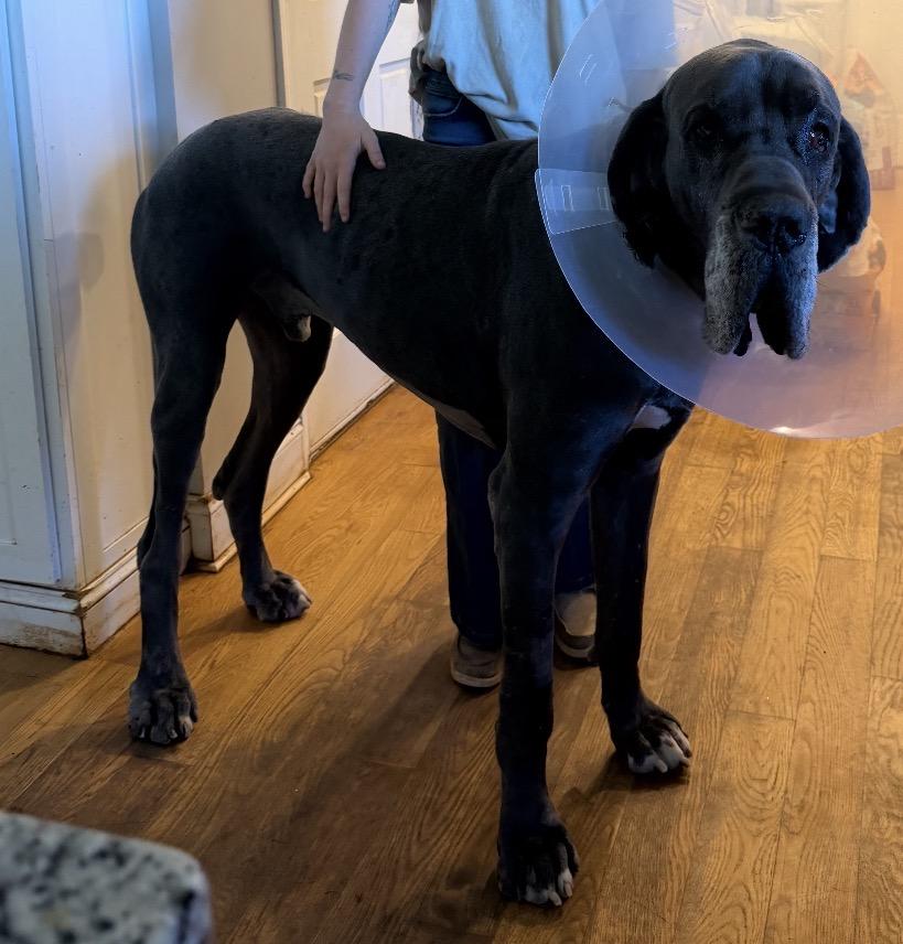 Enlarge Odin, an adopted Great Dane in Williamston, SC image 4/4