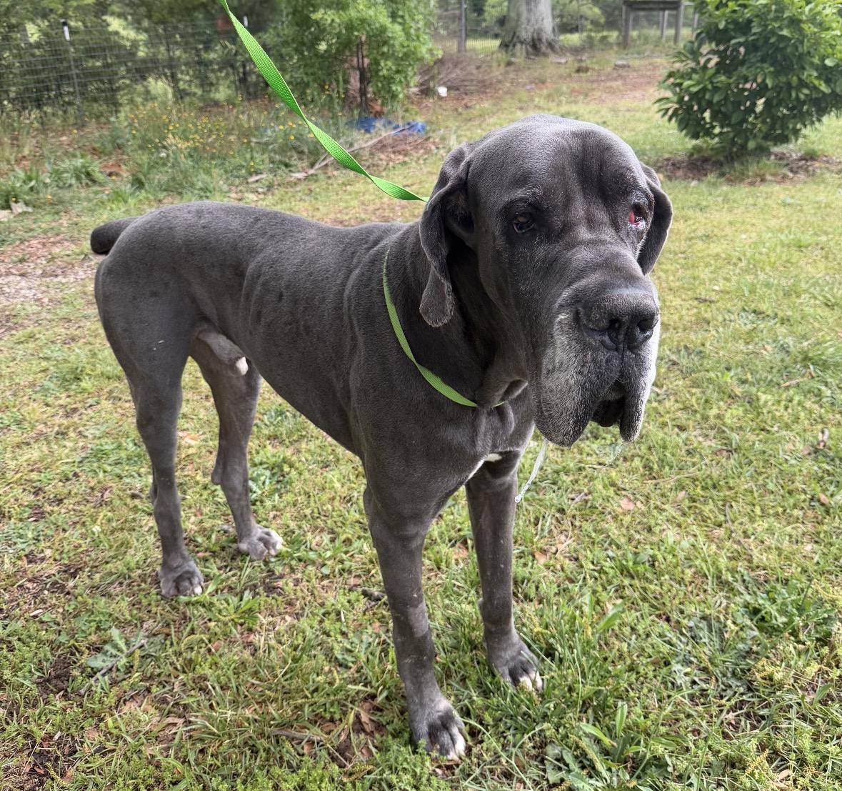 Enlarge Odin, an adopted Great Dane in Williamston, SC image 3/4