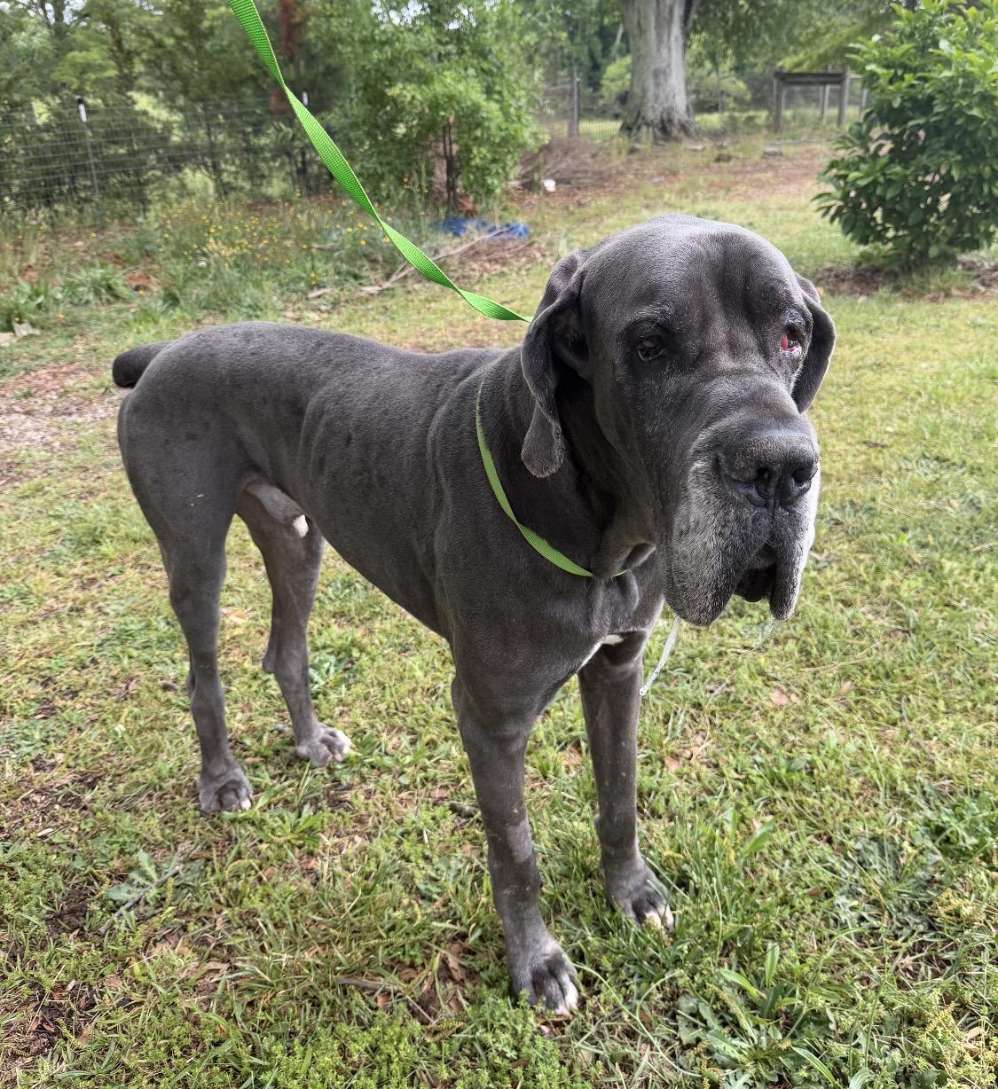 Enlarge Odin, an adopted Great Dane in Williamston, SC image 1/4