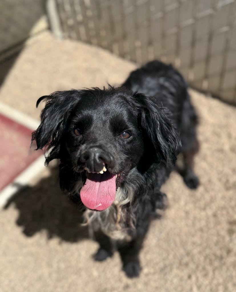 Monkey, a Adoptable mixed breed in Thousand Oaks, CA image 1/2