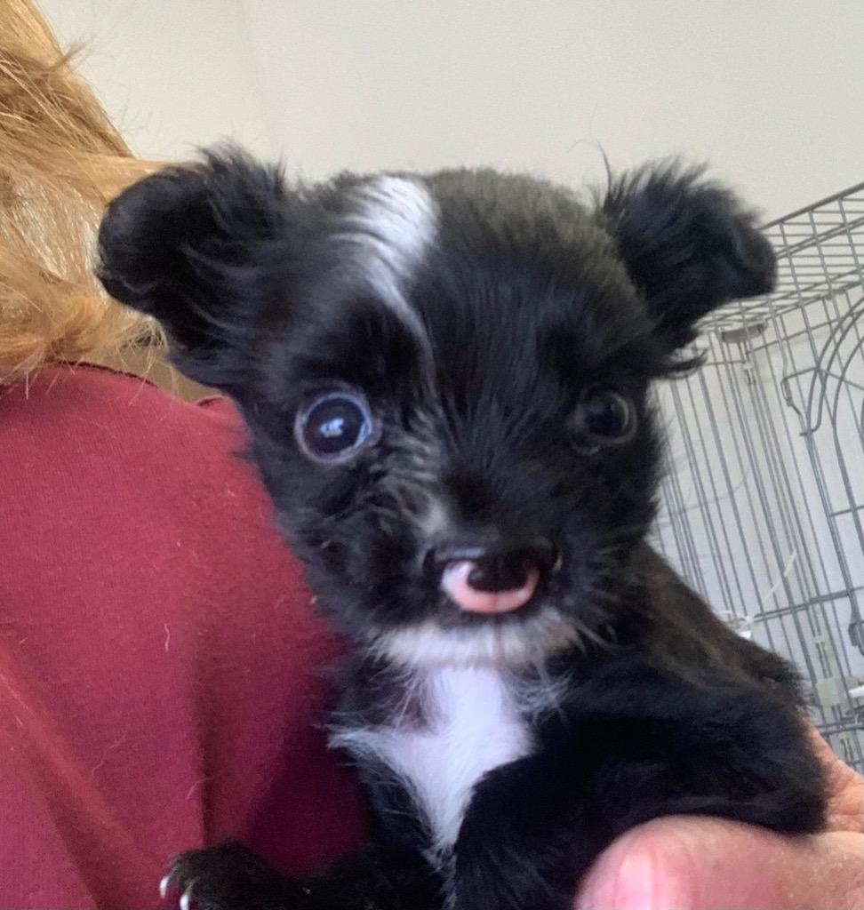 Monkey, a Adoptable mixed breed in Thousand Oaks, CA image 2/2