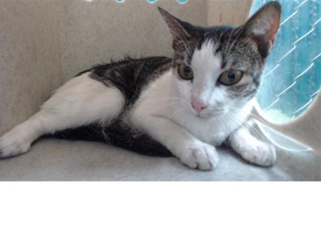 TARA, Adoptable, Adult Female Domestic Short Hair.