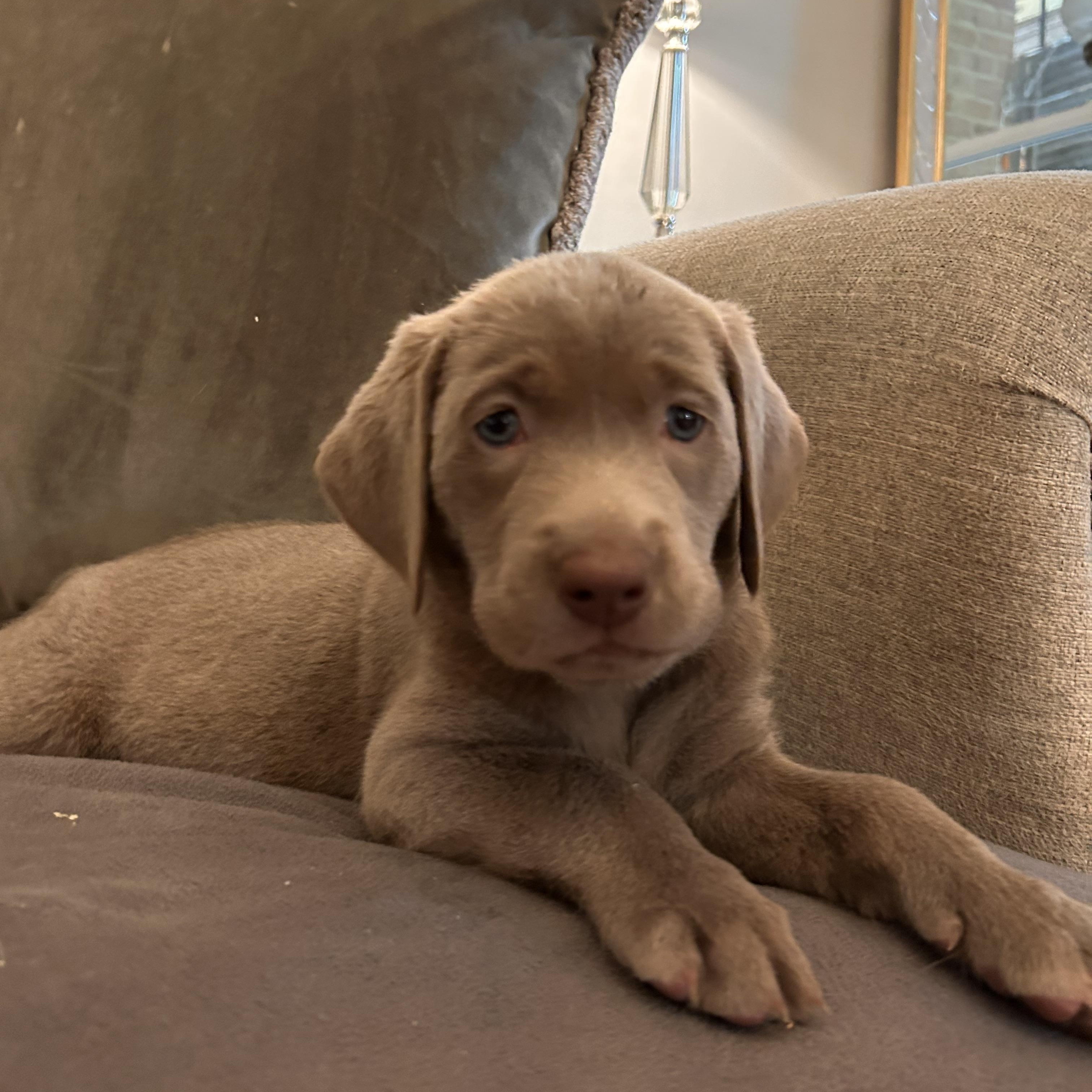 Enlarge Clark, an adopted Labrador Retriever in Jeffersonville, IN image 2/3