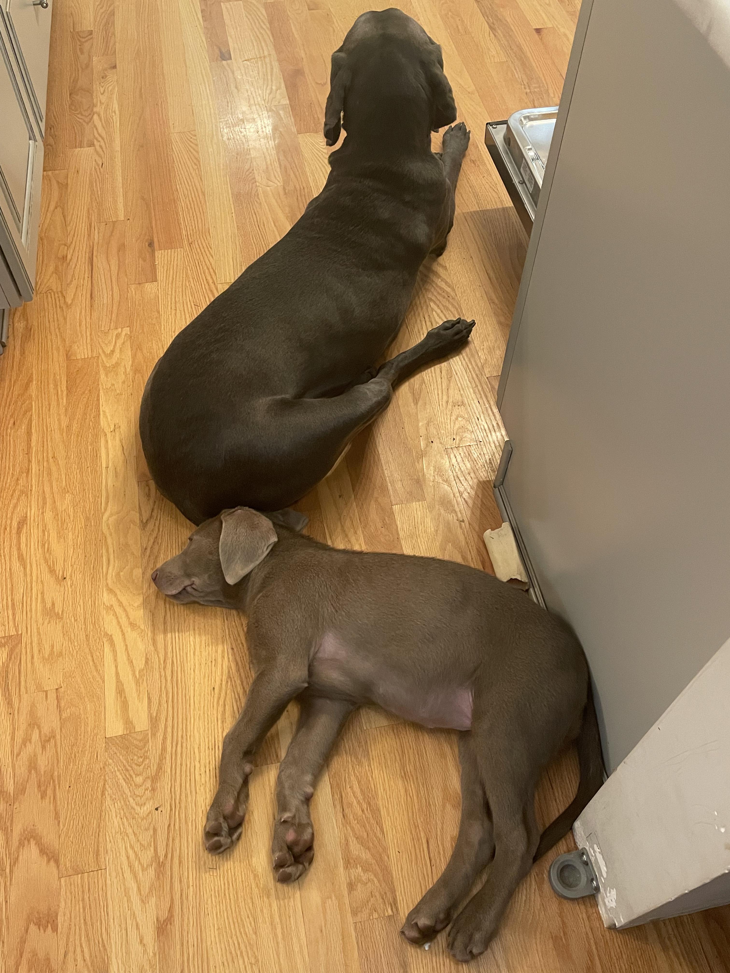 Enlarge Clark, an adopted Labrador Retriever in Jeffersonville, IN image 3/3